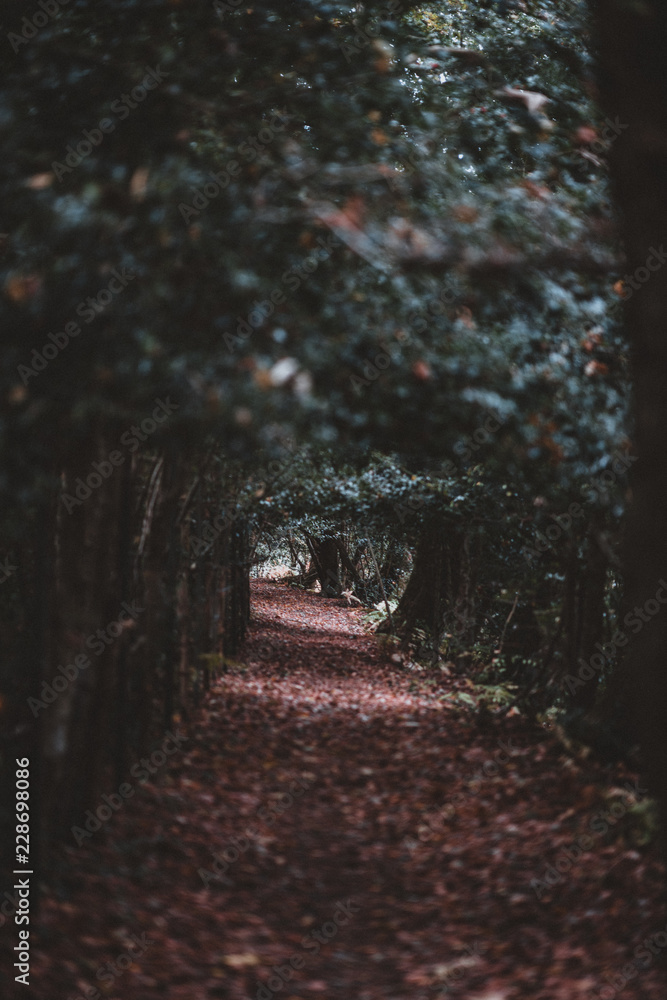Forest path in Autumn