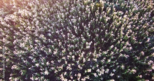 flight over a field of white flowers in the evening