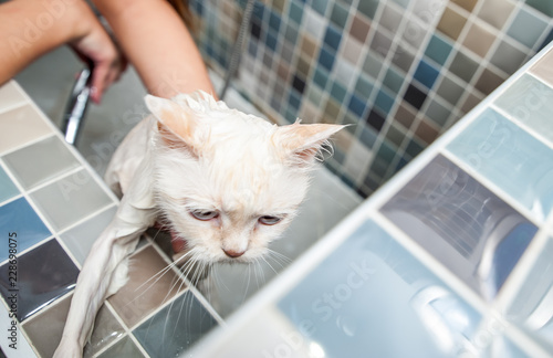 Bath of the beautiful white Persian cat in the bathtub in the pet spa who want to escape away from the water selective focus