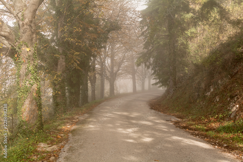 Un viale che si dissolve nella nebbia Un viale che si dissolve nella nebbia