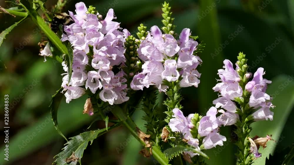 Unusual flowers Unusual flowers