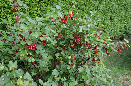 fruits of summer currant growing on bushes