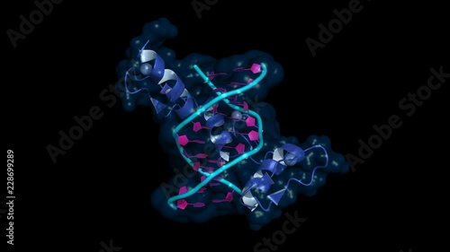 Three DNA-bound zinc-finger elements, rotating cartoon model with semi-transparent surface