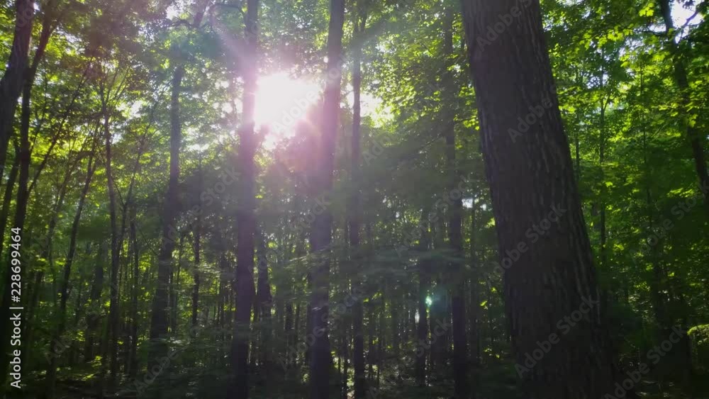 Personal perspective walking in the forest during the beginning of summer in North America Personal perspective walking in the forest during the beginning of summer in North America