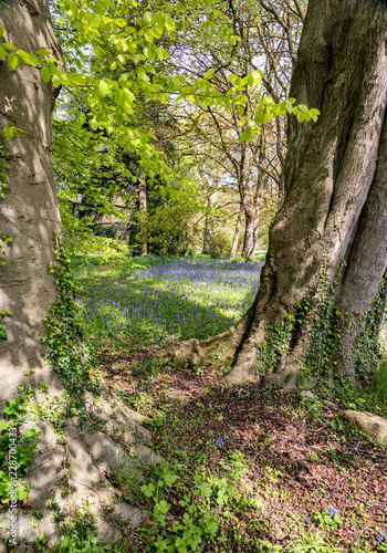 Bluebells at Thorp Perrow aboretum