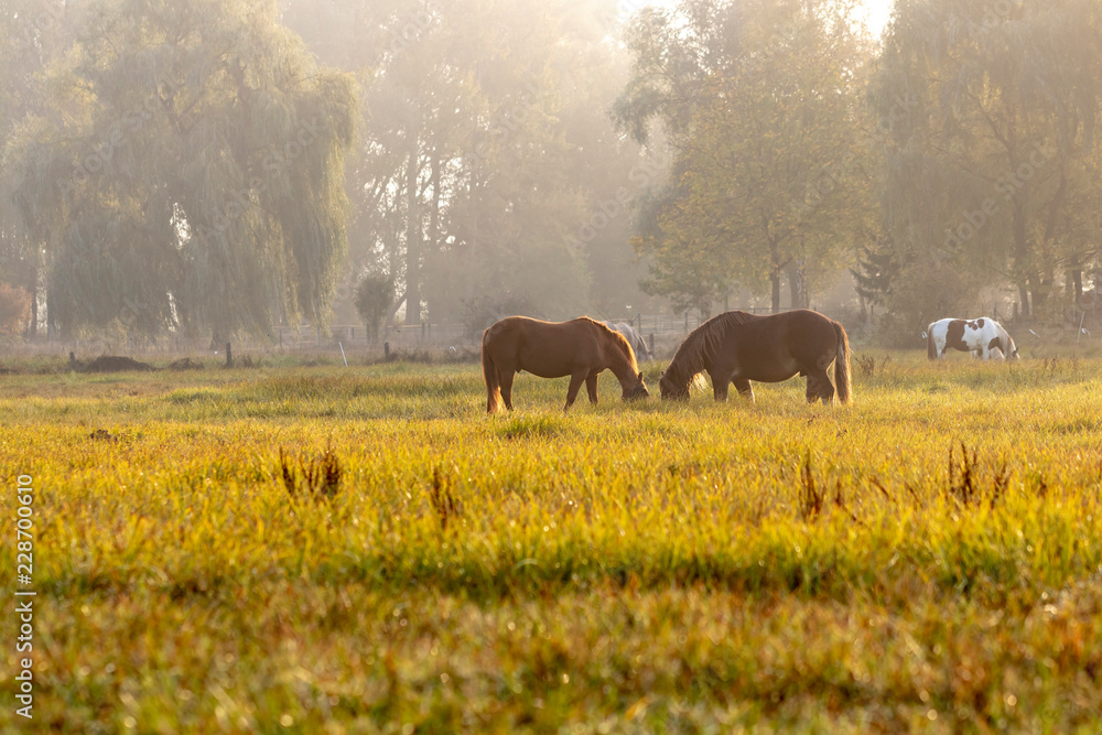 Zwei Pferde beim fressen in der Morgensonne
