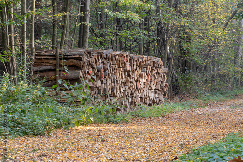 Holzstapel an einem Waldweg photo