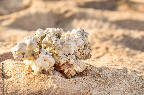 Seashell on sand at sunny day.