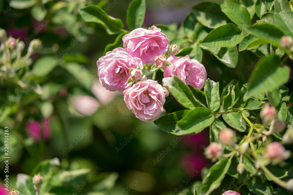 Pink rose in the garden.