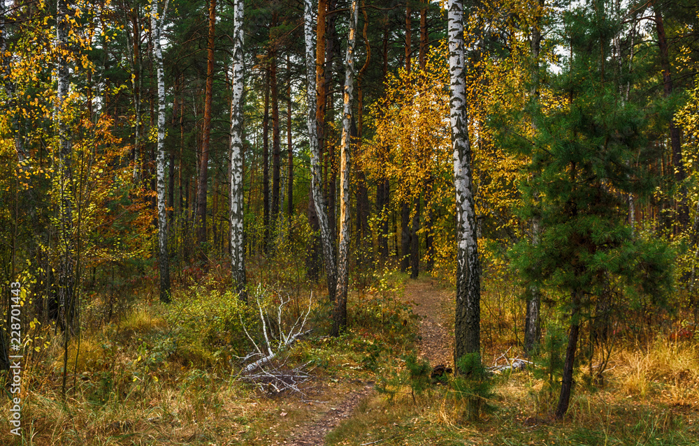 Obraz premium trip to autumn. walk in the woods. autumn colors. autumn leaves. melancholy.