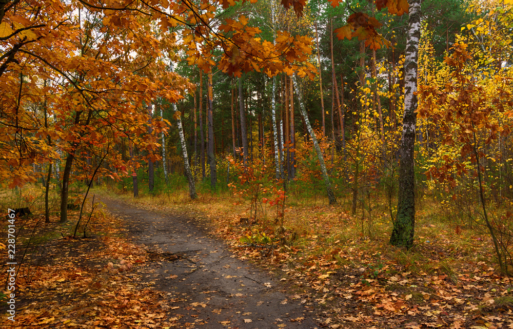 Obraz premium trip to autumn. walk in the woods. autumn colors. autumn leaves. melancholy.