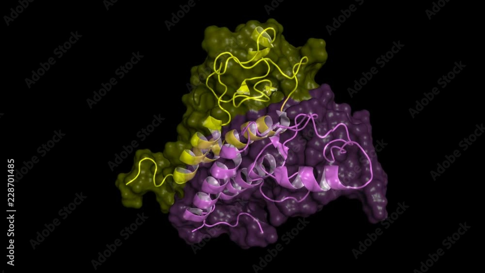 BRCA1 tumor suppressor protein RING domain, in complex with BARD1 ...