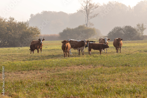 Rinderherde auf einer Weide © Mr.Stock