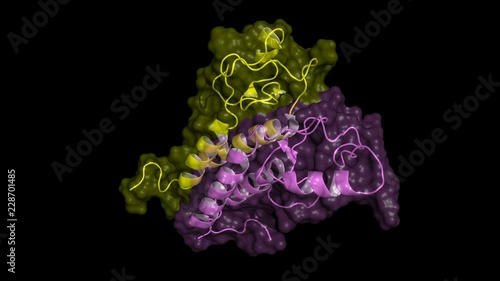 BRCA1 tumor suppressor protein RING domain, in complex with BARD1 protein. Rotating cartoon model with semi-transparent surface, seamlees loop