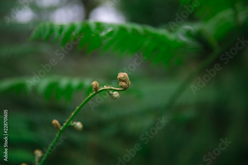 Exotic young Monkey Tail Fern branch in Lembang, Indonesia