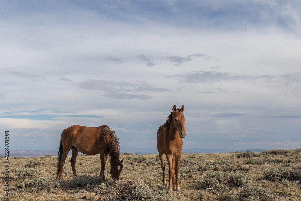 Fototapeta premium Beautiful wild Horses in Colorado