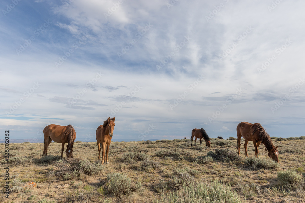 Fototapeta premium Beautiful wild Horses in Colorado