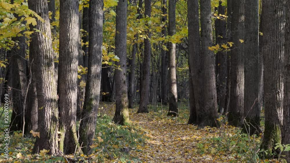 Fall of the leaves in the autumn forest in a windy day. Fall of the leaves in the autumn forest in a windy day.