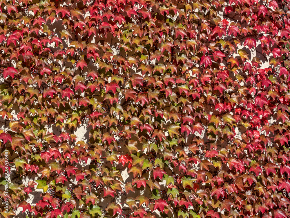 the ivy leaves fall in red in autumn