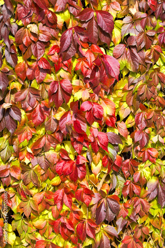 ivy leaves fall in red in autumn