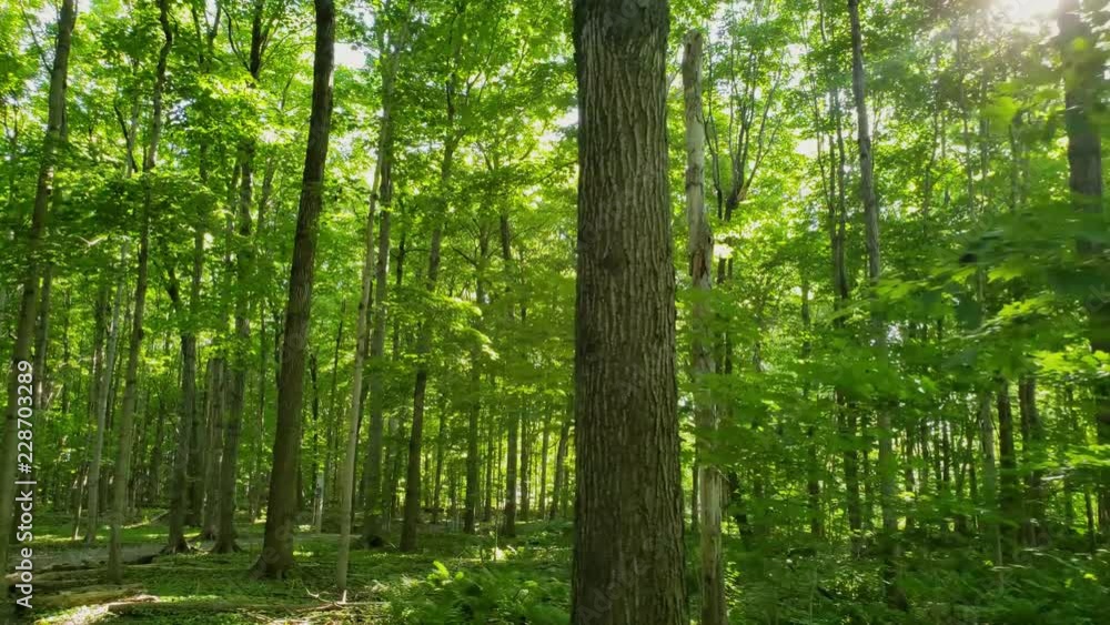Personal perspective walking in the forest during the beginning of summer in North America Personal perspective walking in the forest during the beginning of summer in North America