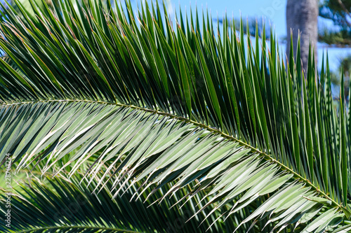 curved arc of green palm tree branch on the background of Sunny blue sky