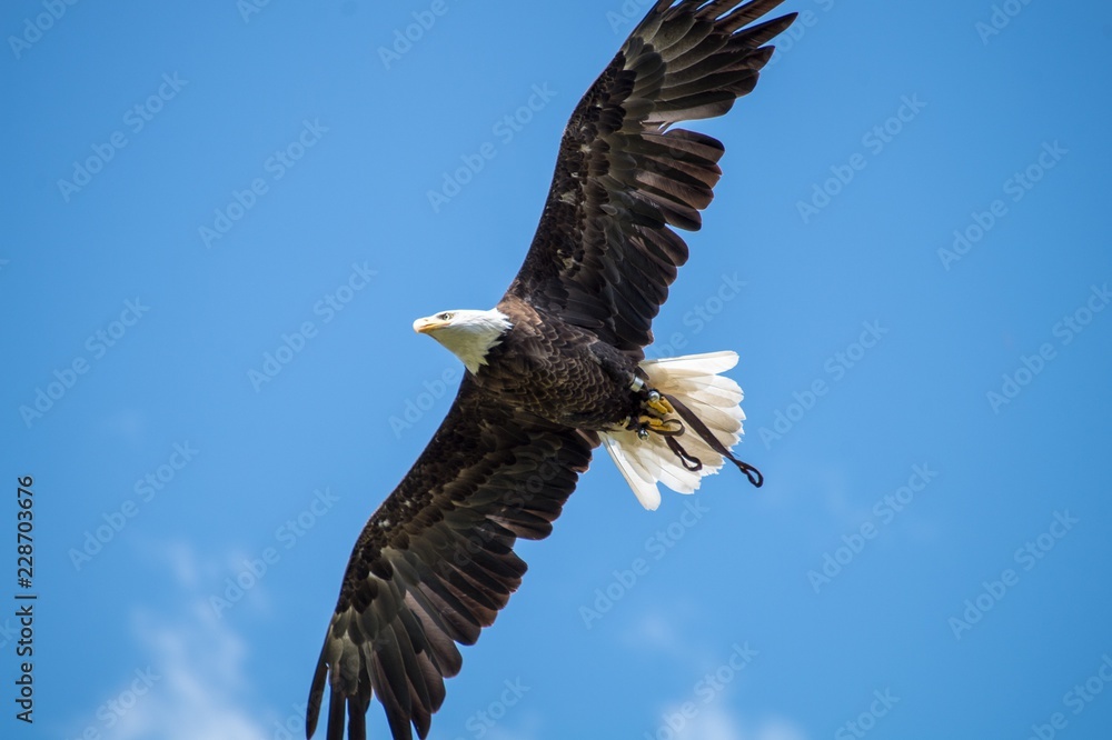 Obraz premium Baldeagle