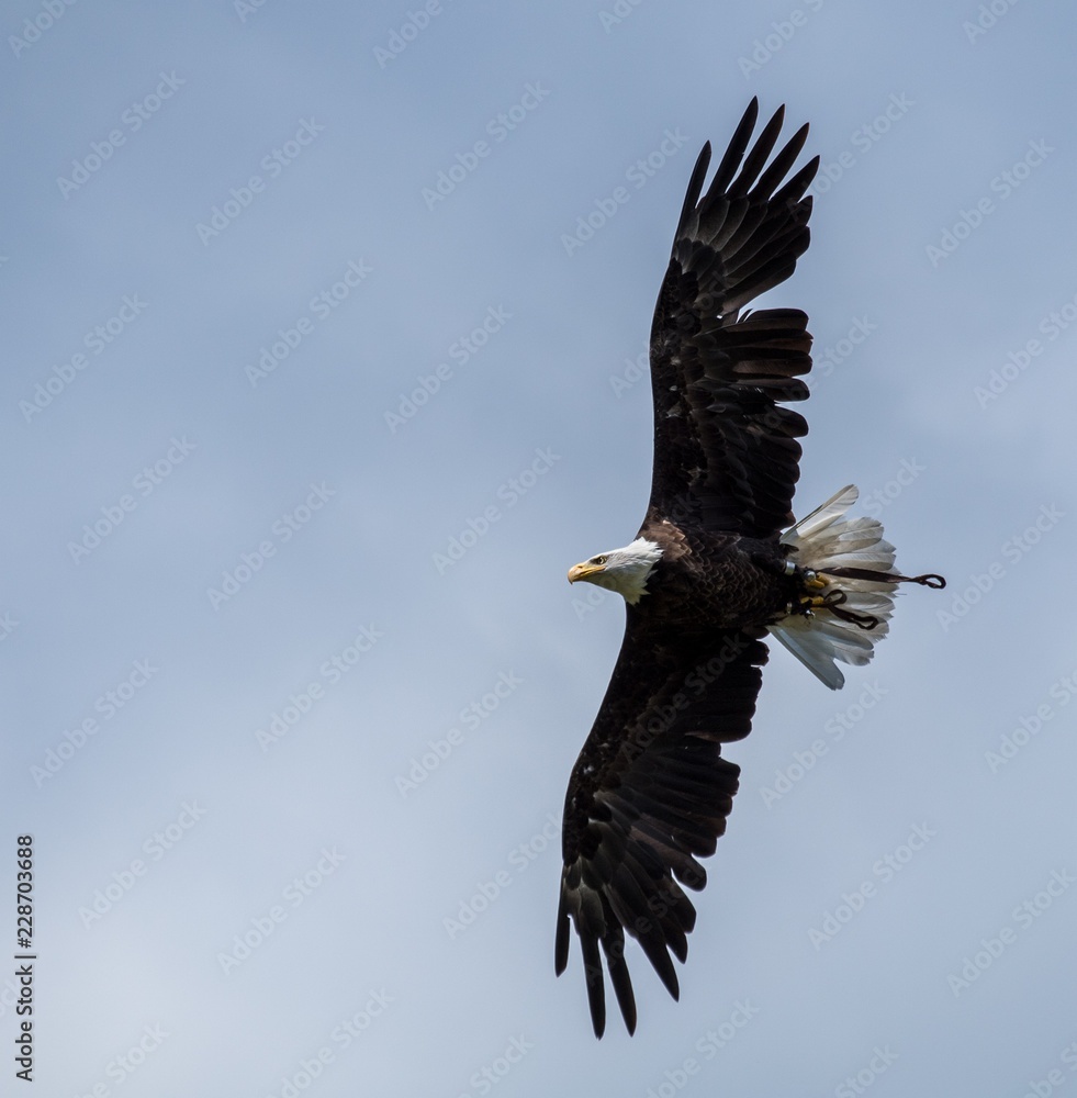 Naklejka premium Baldeagle