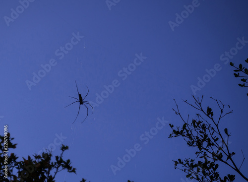 Silhouette of Spider