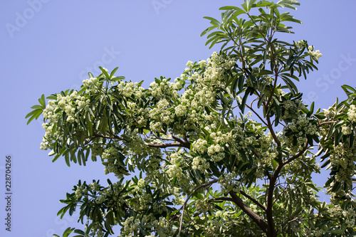 Green Flower of Blackboard Tree