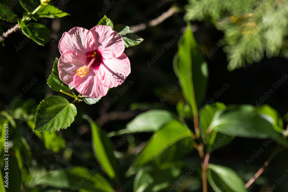 Obraz premium Close up of Soft Pink Hibiscus rosa-sinensis