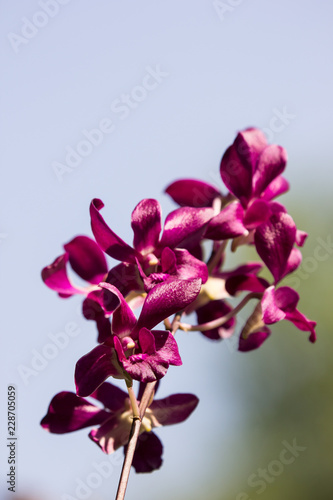 Dark Pink orchids flower