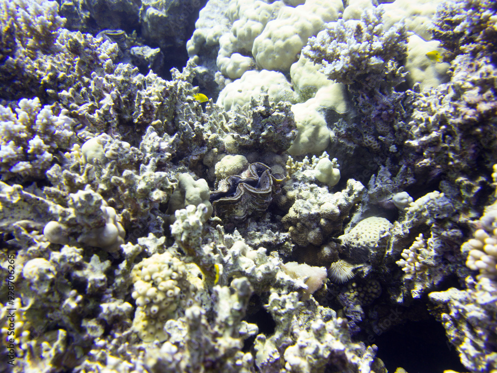 Fototapeta premium Rotes Meer