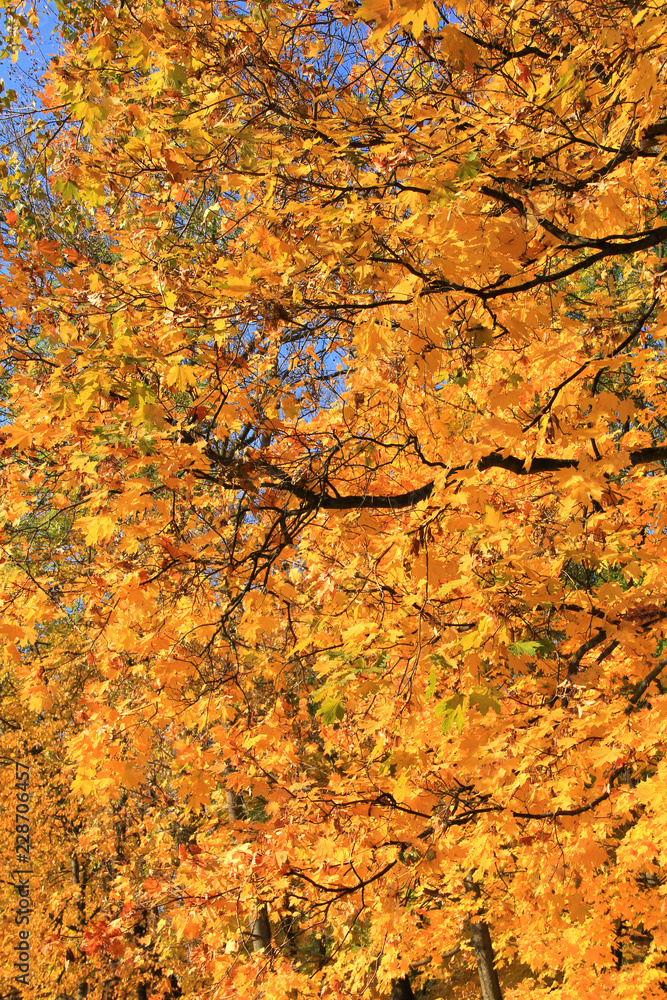 Trees with fall foliage in the big forest Trees with fall foliage in the big forest