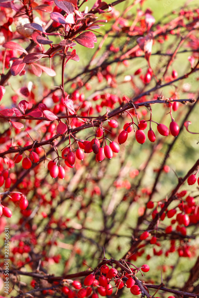 Berberis branch in the garden Berberis branch in the garden