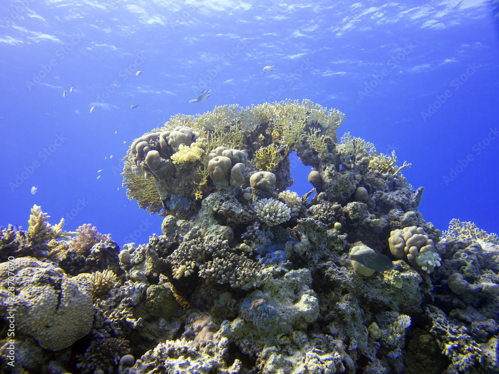 Naklejka premium Rotes Meer