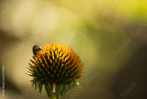 Jumping Spider On Coneflower