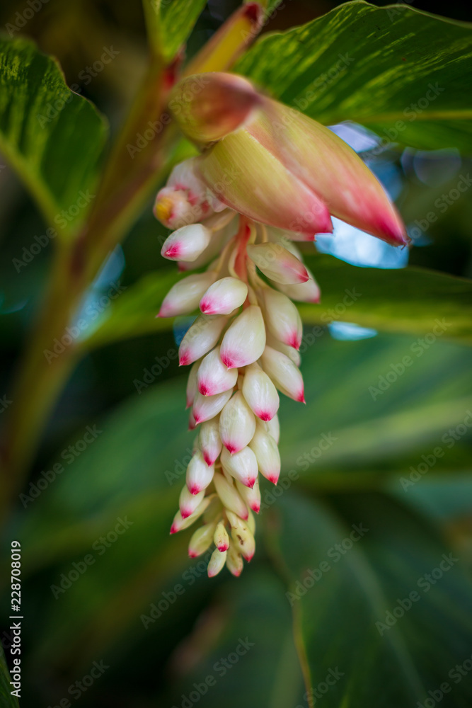 Obraz premium White ginger flower in nature.