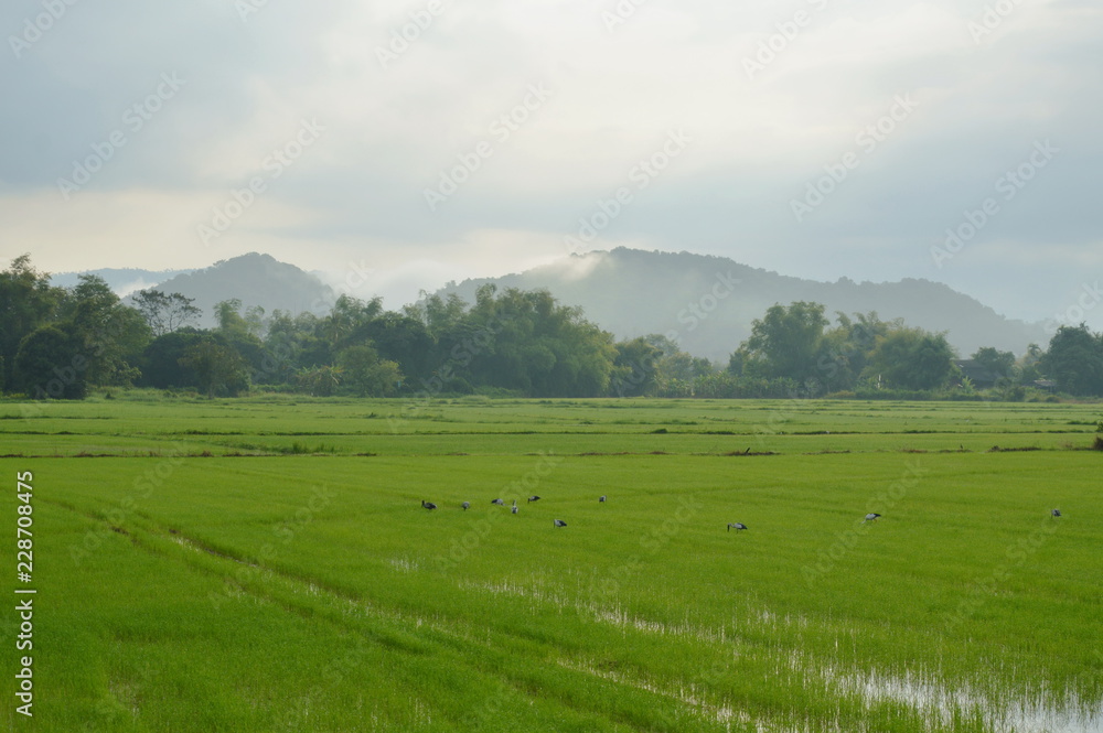 egret bird hunting for shellfish on paddy field in morning