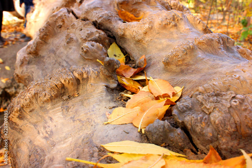 Wallpaper Mural orange leaves on the log Torontodigital.ca
