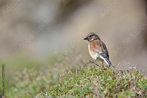 Common Linnet (Linaria cannabina), Greece