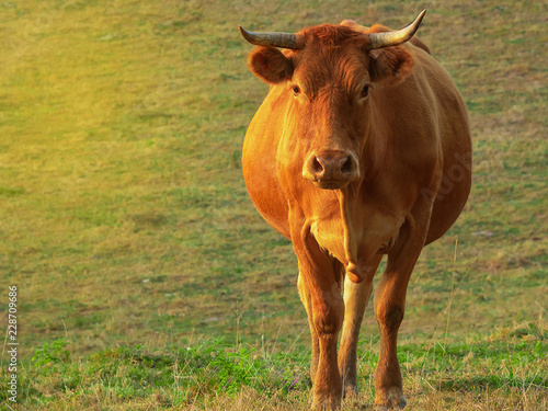 Fototapeta Naklejka Na Ścianę i Meble -  Red cow in the pasture looks right
