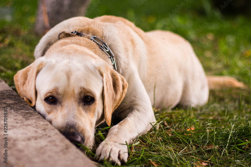 sad dog breed Labrador lying on the grass