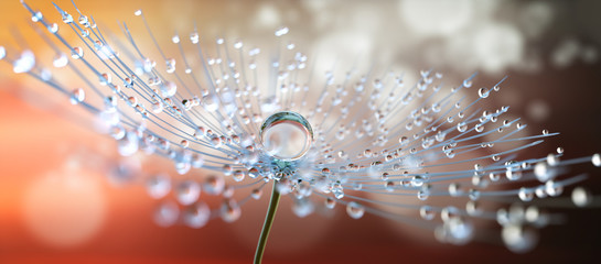 Plexiglas schilderij Eetkamer Pusteblume in Nahaufnahme mit Tautropfen 2  © peterschreiber.media