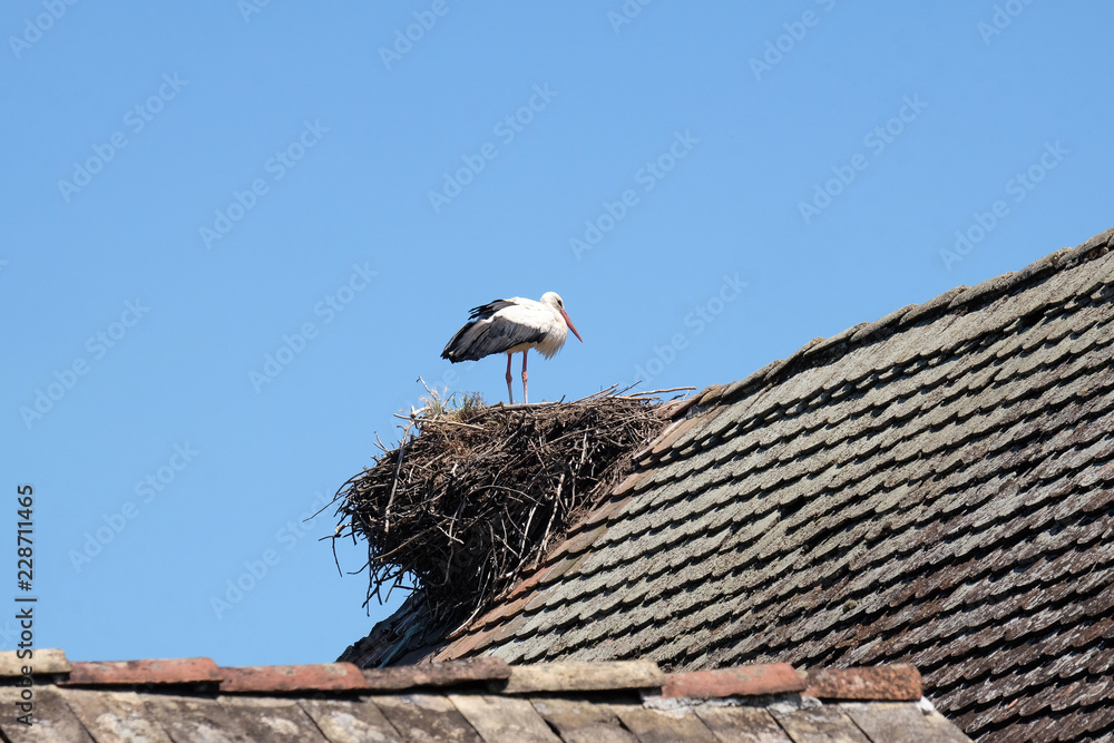 White Stork and nest on top of refurbished wooden houses in European stork village Cigoc, Croatia White Stork and nest on top of refurbished wooden houses in European stork village Cigoc, Croatia