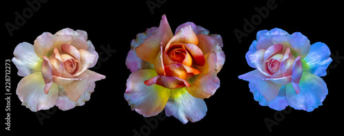 three surrealistic vintage rose blossoms on black background,  colorful fine art still life floral macro flower portrait collage/set/group of isolated  blooms with detailed texture in painting style