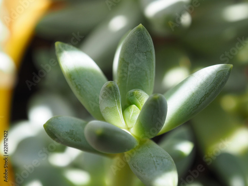 unny green succulent plant close up