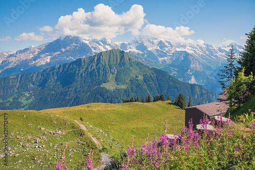 Malerische Landschaft Schynige Platte. Rosa Weidenröschen und Blick zu Eiger Mönch und Jungfrau