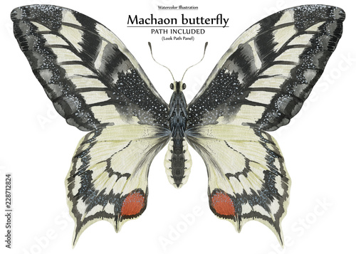 Canvas Print Watercolor illustration Machaon butterfly