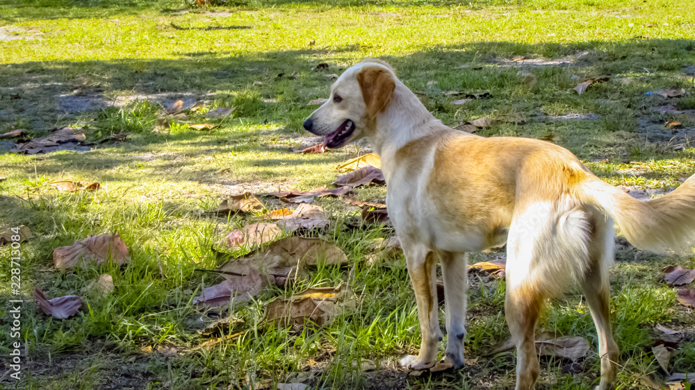 Charismatic dog in the field Charismatic dog in the field
